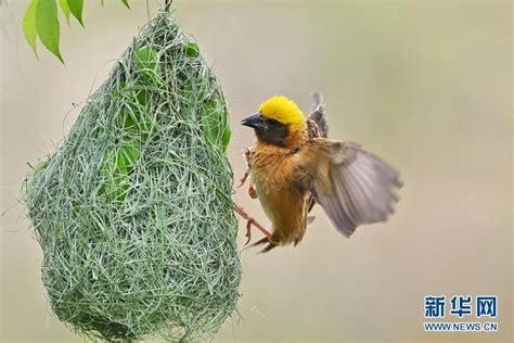 鳥類築巢 本能